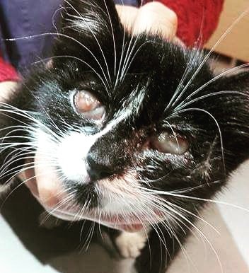 AnimalAidIntl's tweet photo. Blind Olivia was tossed out of a car to die! Please donate to this homeless girl's eye removal surgery https://t.co/oz6nfGcGpW https://t.co/cmR9AlAeMl