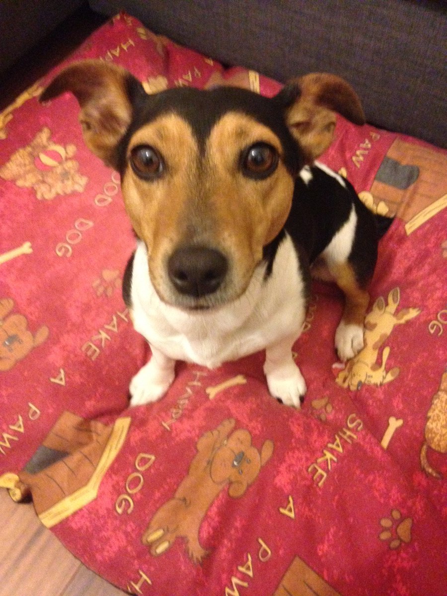 JRMinnieMo's tweet photo. It's time, it's time! I'm telling you woman IT'S TIME FOR MY DINNER! 😋🥘🐶 @photogenic_dogs @JRTgang #minniethecutie #dogsoftwitter https://t.co/Wo8oCFhdNE