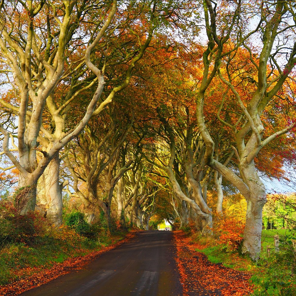 whereibean's tweet photo. The Dark Hedges, Ballymoney, Northern Ireland #travelIreland #travelstories https://t.co/EIVhvF6NV0