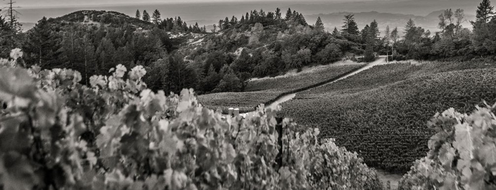 Melka Estates tweet media