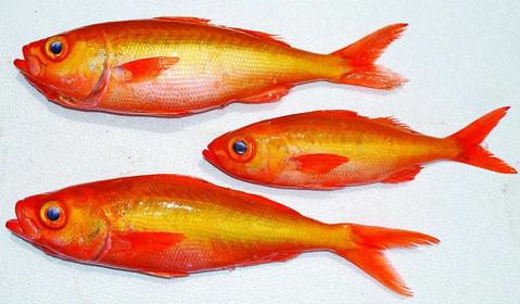 Hook and Line Kale Kale Snapper from Hawaii here now! lobsterplace.com/blogs/market/h…