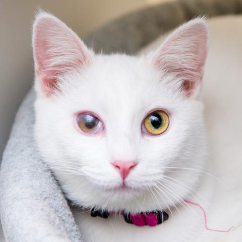 AllPawsWebsite's tweet photo. We feel "grape" about Grape's future as a part of some lucky family! Learn more about Grape here: https://t.co/G2hlgoCnyu https://t.co/YiOE4iJKCK