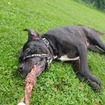 Photo by Hilbrae Dog Rescue (@HilbraesDogs)