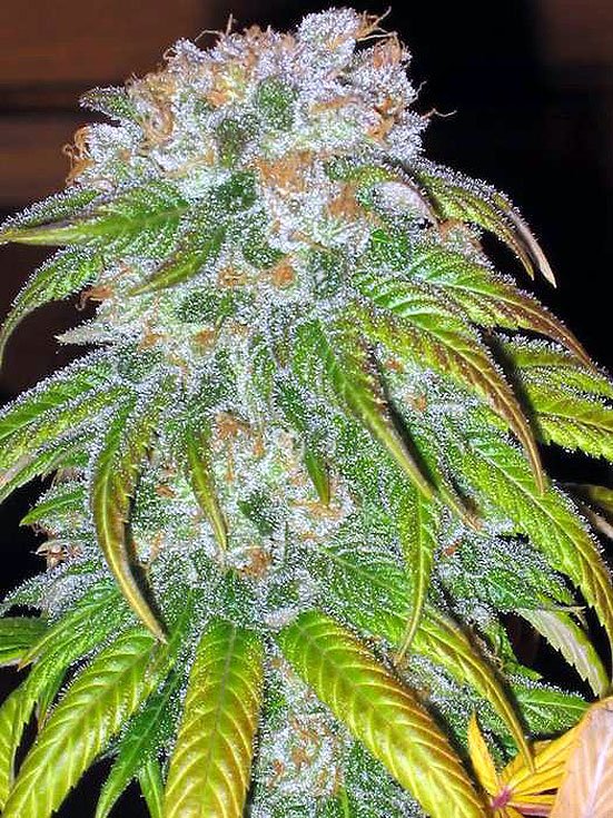 WeederMedia's tweet photo. SEXY BC BUD-  :)
#takemetoyourweeder https://t.co/lBFv1eo9p8