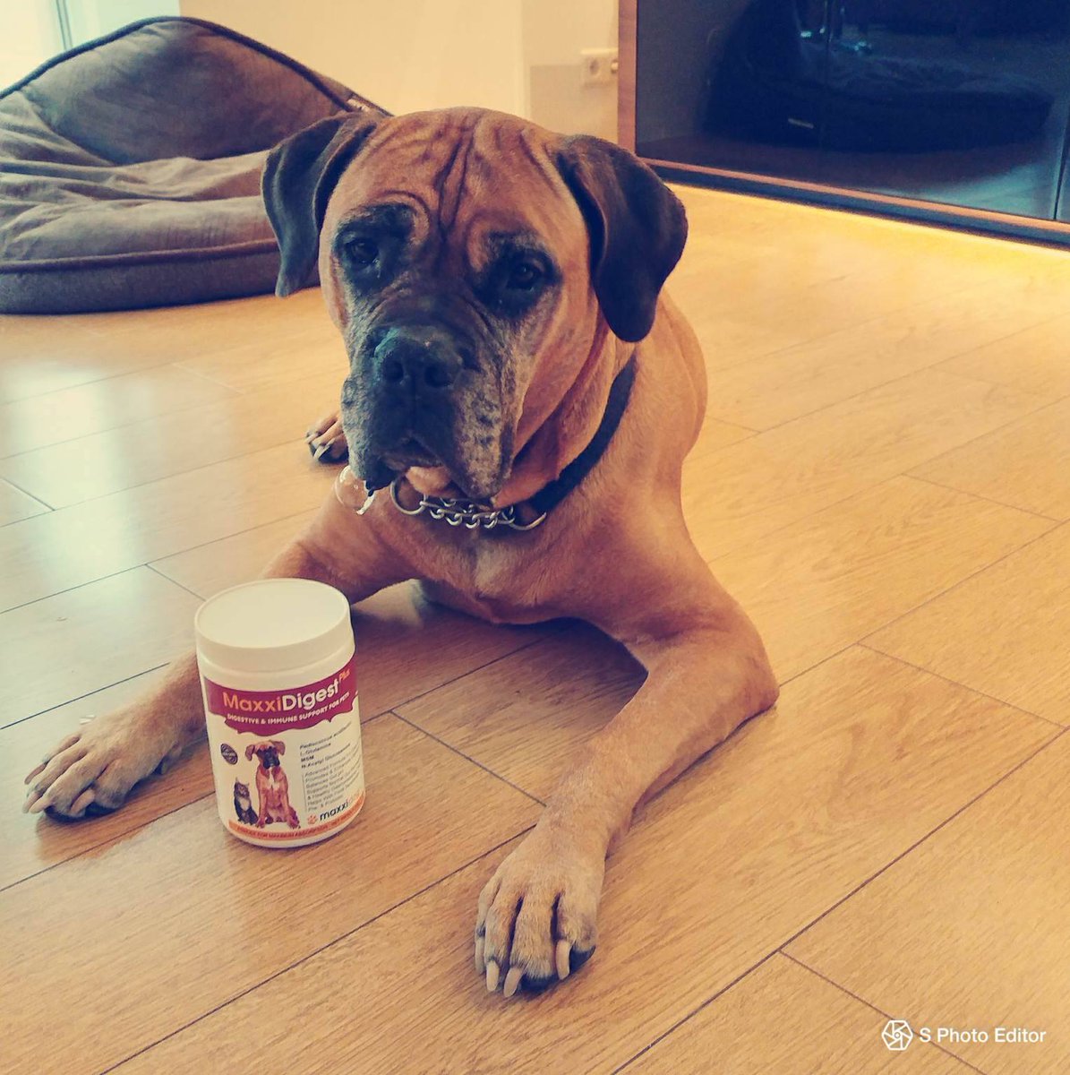 maxxipaws's tweet photo. Bad allergy but recovering now with #maxxidigest
https://t.co/izvQ80ccN0
#dogallergy #dogdigestion #dogimmunesupport #dogallergyrelief https://t.co/ptJXtoBMG5
