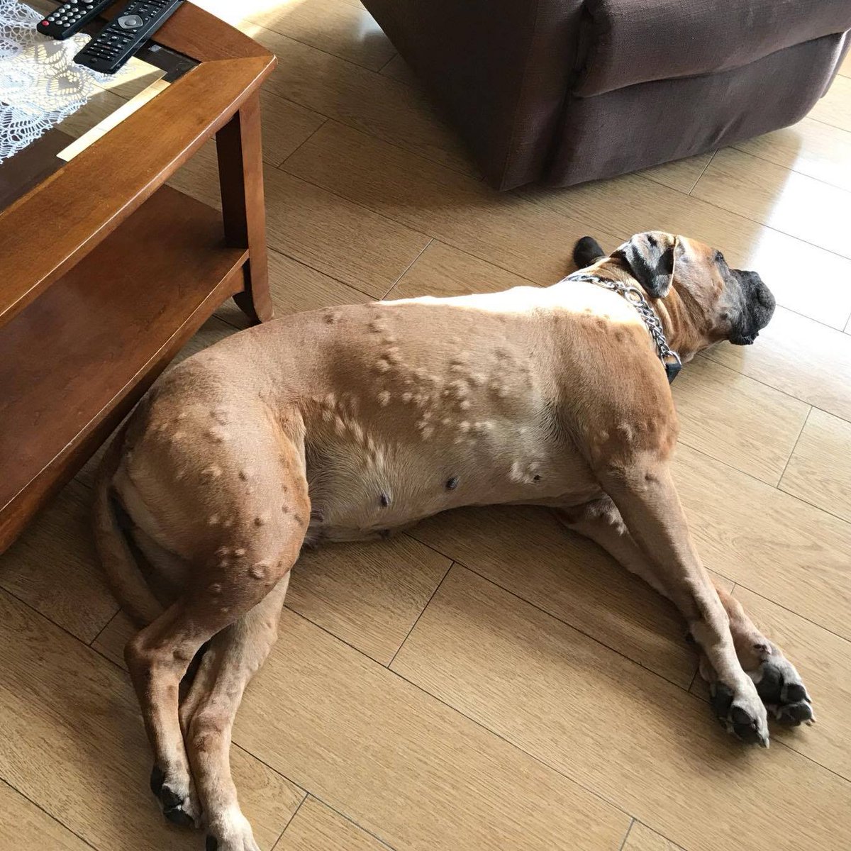 maxxipaws's tweet photo. Bad allergy but recovering now with #maxxidigest
https://t.co/izvQ80ccN0
#dogallergy #dogdigestion #dogimmunesupport #dogallergyrelief https://t.co/ptJXtoBMG5