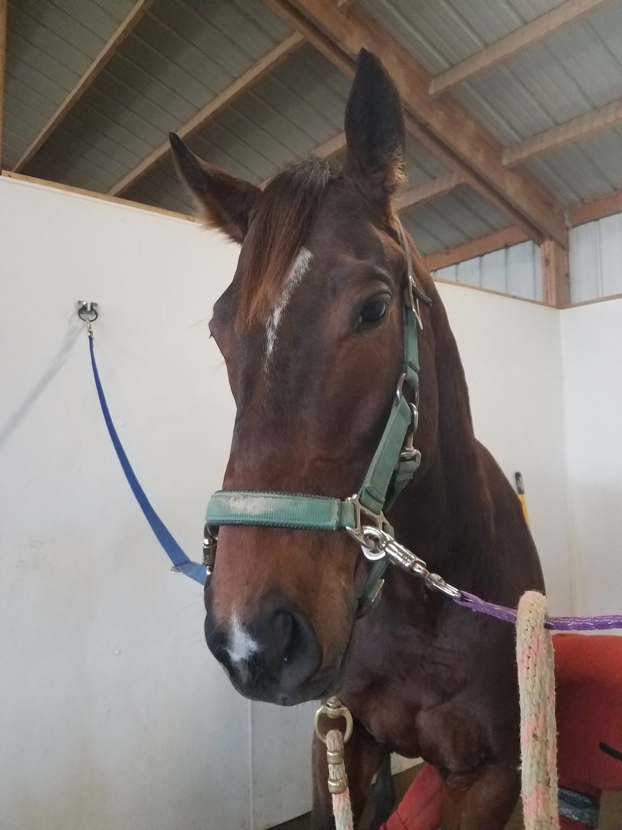 JennOrrBuchanan's tweet photo. Not a selfie person at all but when I can get a picture with my boy #OTTB LT's Best Tale retraining, can't help myself... #HorseMud #LTRocks https://t.co/V2VmLhCuDq