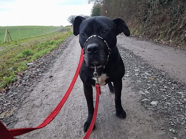 Can I walk home with you? Titch will be amazing 4 right home...strong boy, likes 2 play ball. tel 01952 541254 <a href="/HilbraesDogs/">Hilbrae Dog Rescue</a> #gettitchahome
