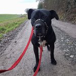 Photo by Hilbrae Dog Rescue (@HilbraesDogs)