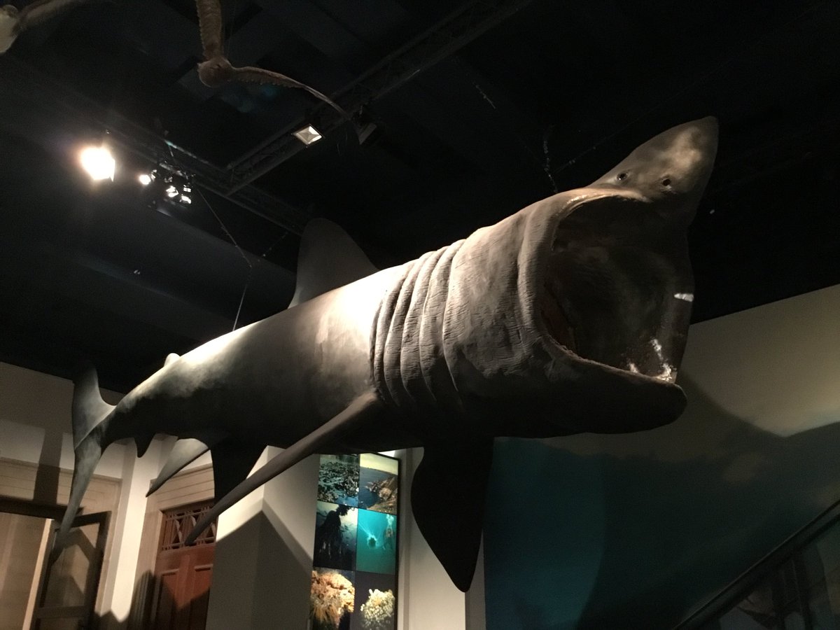 CU_PEEngin's tweet photo. Basking the glory of #MuseumAfterDark at @Museum_Cardiff #Puns https://t.co/01RSaOiQZA