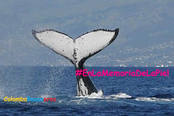 RosanaColombia's tweet photo. "...@Radiovoxfm #SomosVox #Top2VOX #enlamemoriadelapiel de @RosanaOficial #EnVoxMiVotoVale ..." https://t.co/mDeWhmwYj1