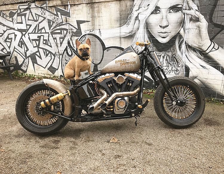 Well, well, well!
Checkout <a href="/Iwanrunner/">Iwan Thomas MBE</a> new ride 👊🏻
#harleydavidson #motorbikes #Southampton