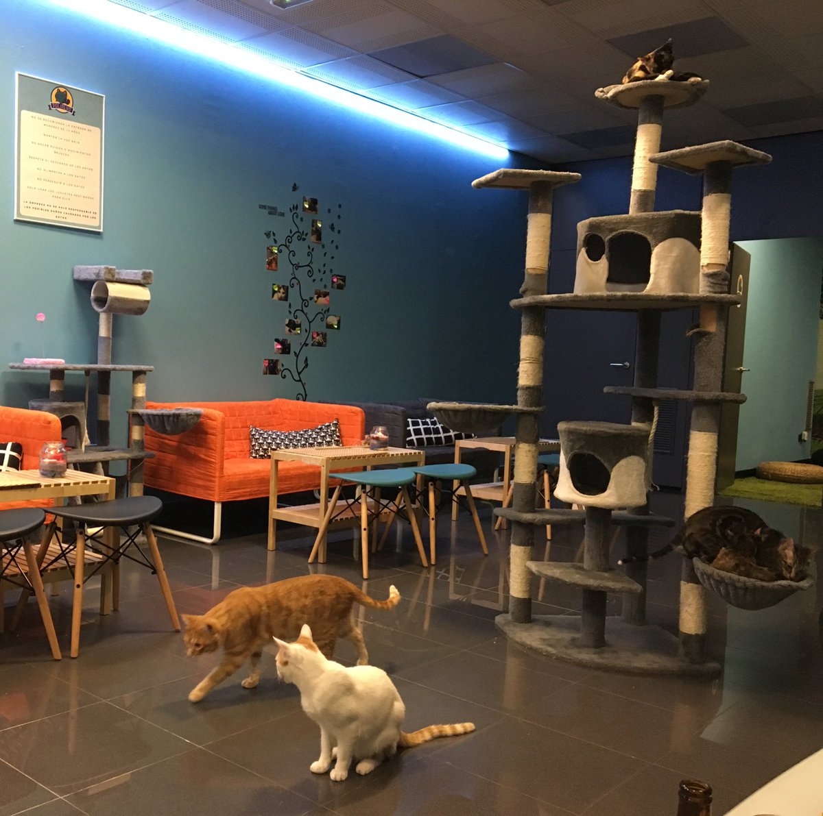 Me encantó pasar un ratito en <a href="/polineko_madrid/">Polineko cat café y centro de adopciones</a> 😍
