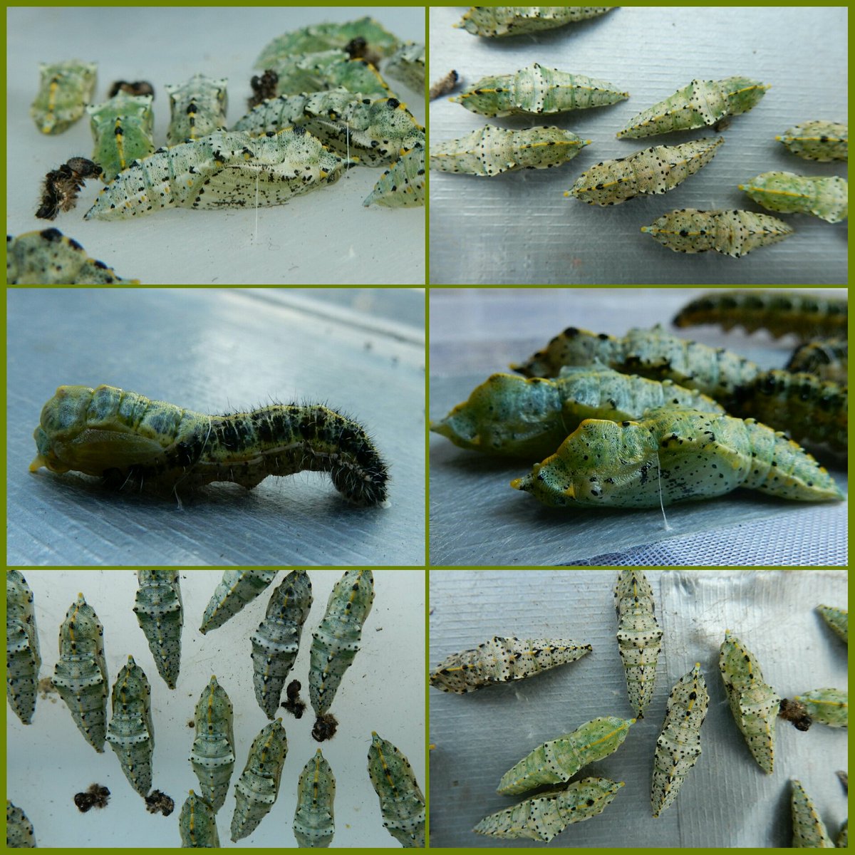 En de laatste is verpopt🙆. Zeker 8st geparasiteerd 🙁, maar de overgebleven 165 !!🐛 zijn er klaar voor! 😍 #overwinteren 
#grootkoolwitje
