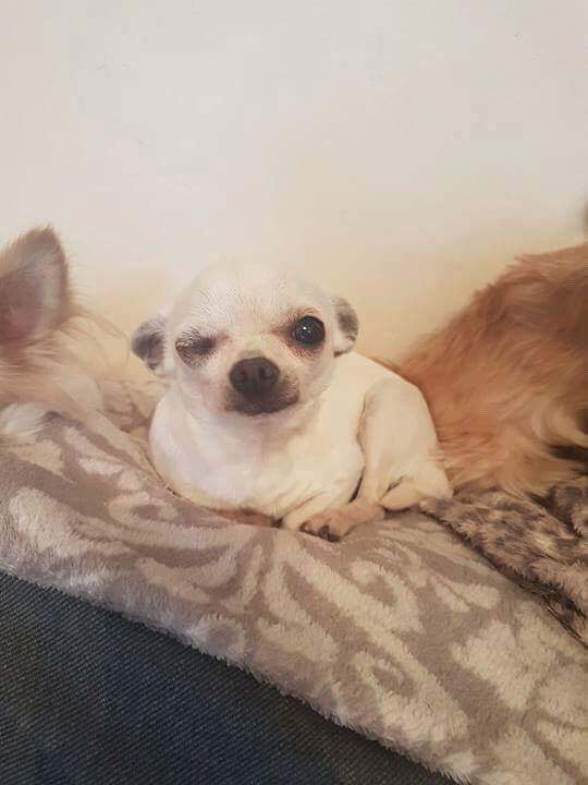 WetnoseShow's tweet image. Today @WetnoseDay have paid £500 vet bill for this lady at Silver Fox Dog Rescue 
A rescue struggling and we really need more donations in.