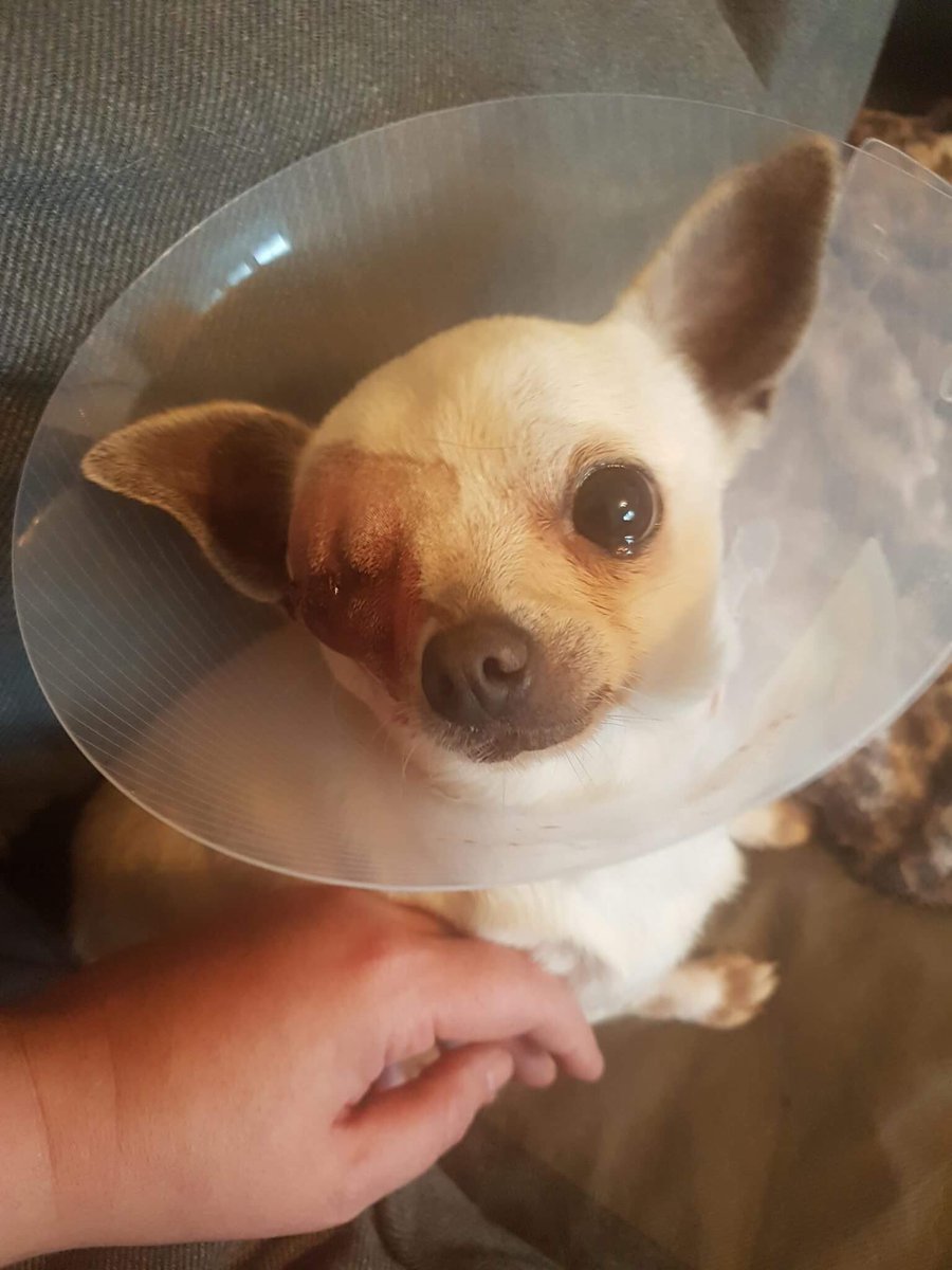 WetnoseShow's tweet image. Today @WetnoseDay have paid £500 vet bill for this lady at Silver Fox Dog Rescue 
A rescue struggling and we really need more donations in.