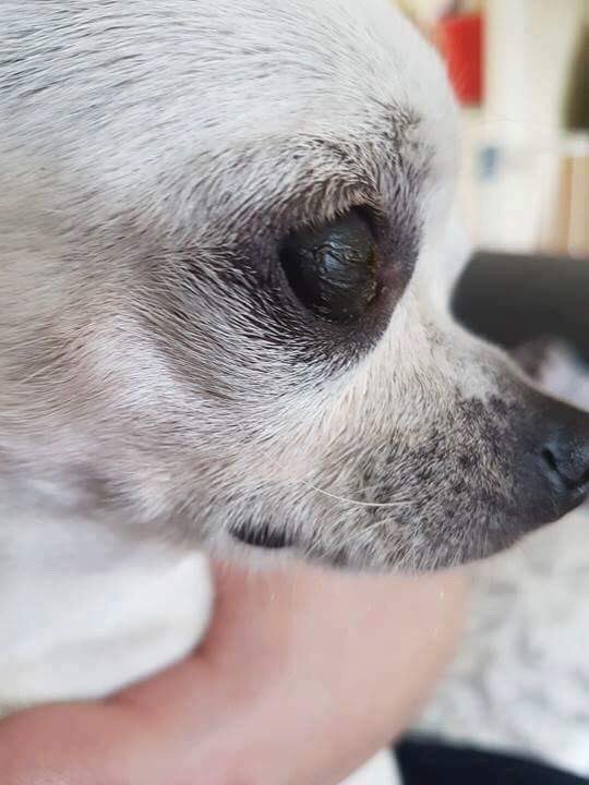 WetnoseShow's tweet image. Today @WetnoseDay have paid £500 vet bill for this lady at Silver Fox Dog Rescue 
A rescue struggling and we really need more donations in.