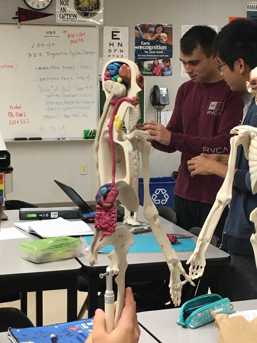 human digestive system clay model