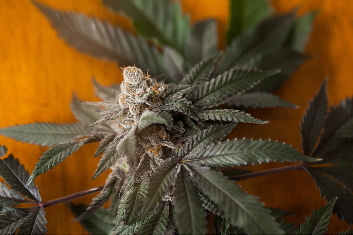 weedmapsca's tweet photo. Cannabis is used for medicine, textiles, building materials, food and topicals. Retweet if you believe #cannabis is a miracle plant 🌱 https://t.co/8iQblDCMOx