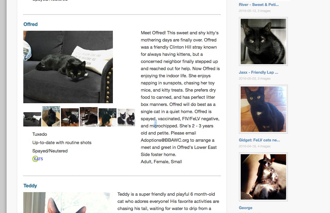 I'll just take a break from dark reporting &amp; browse adoptable kittens, like this sweet girl, OH MY GOD YOU GUYS TOO REAL: