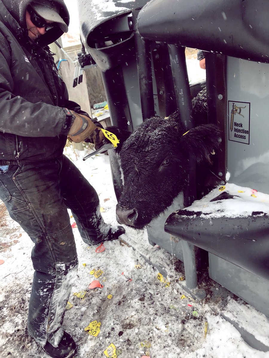 First 55 head vaccinated and tagged #albertabeef