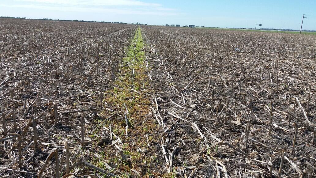 luirodriguez23's tweet photo. Barbecho con #Sencorex para control de Parietaria sobre rastrojo de Maíz. Al medio franja testigo. #Bayer #YoAplicoResponsablemente https://t.co/BeyYX0lCUr