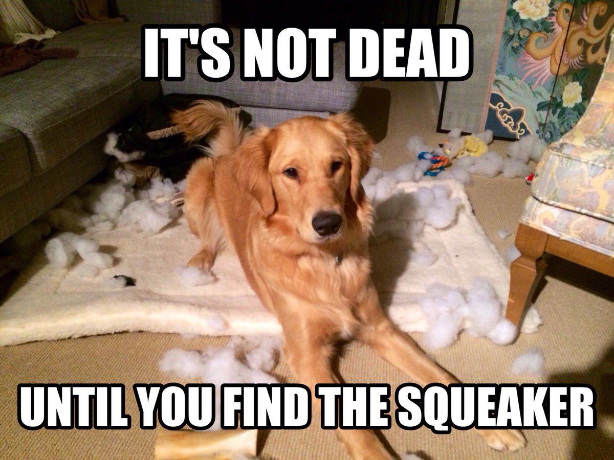 PhilosophyofDog's tweet image. Hands up if this is your pup! #DogsofTwitter #DogMom #DogDad #Dogs #Dog #DogObsessed