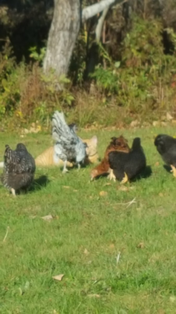 Keeping my chicks free range cause I like eggs