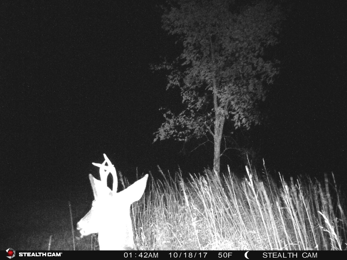 The only deer <a href="/MBCurry22/">Michael Curry</a>  would get if he were to go out Saturday..... 🤣