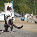 黒白猫拳がかわいい!ゆらりとした構えから一気に躍動する猫!