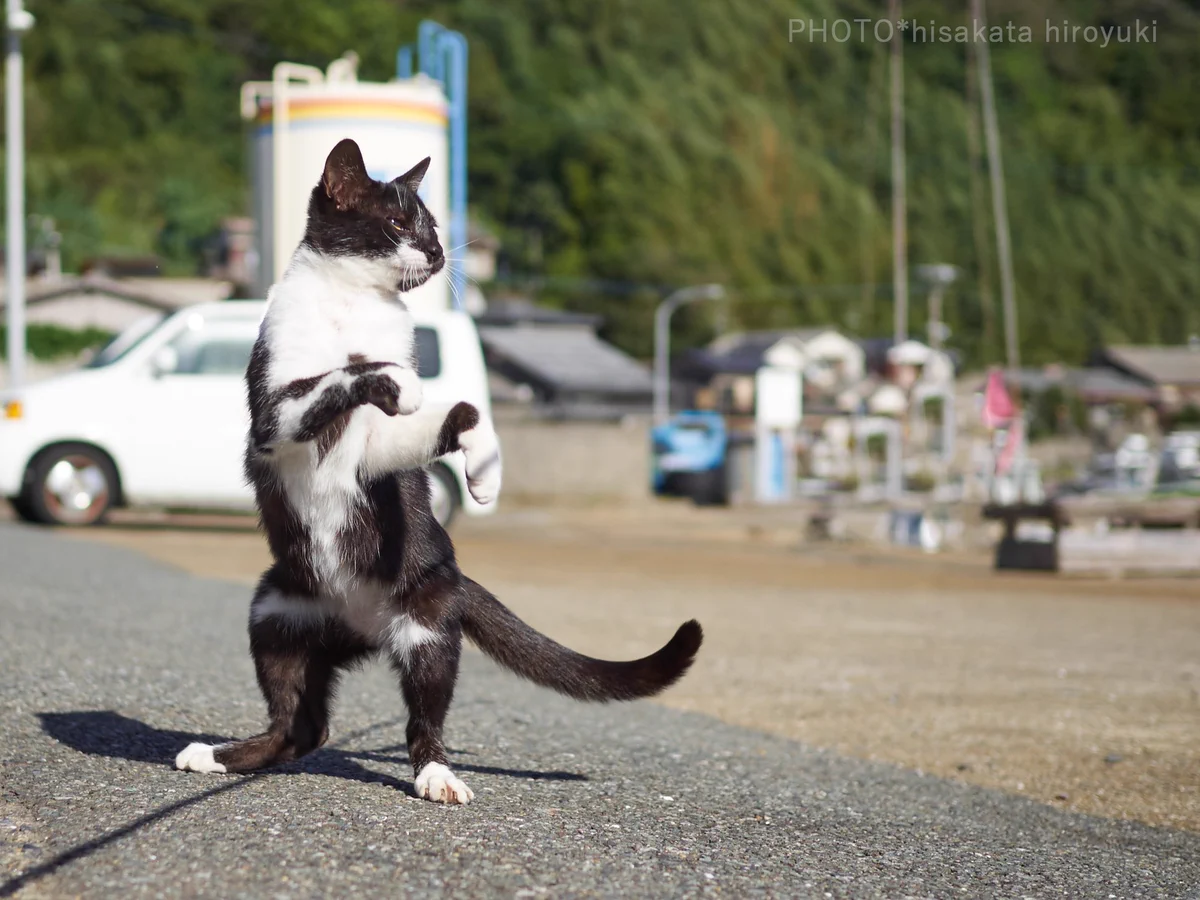黒白猫拳がかわいいwwwゆらりとした構えから一気に躍動する猫！