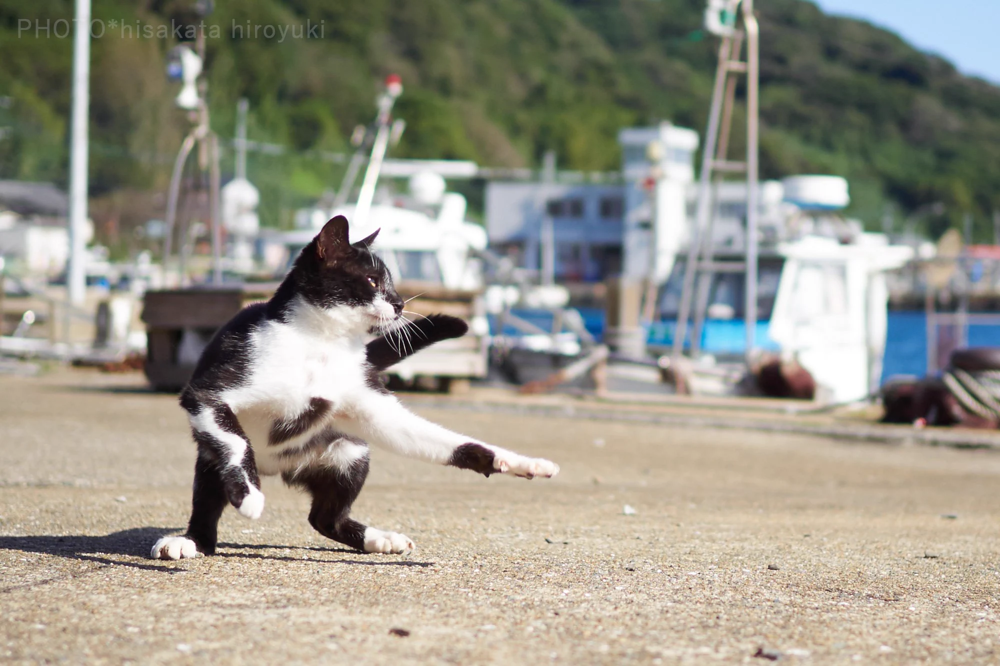 黒白猫拳がかわいいwwwゆらりとした構えから一気に躍動する猫！