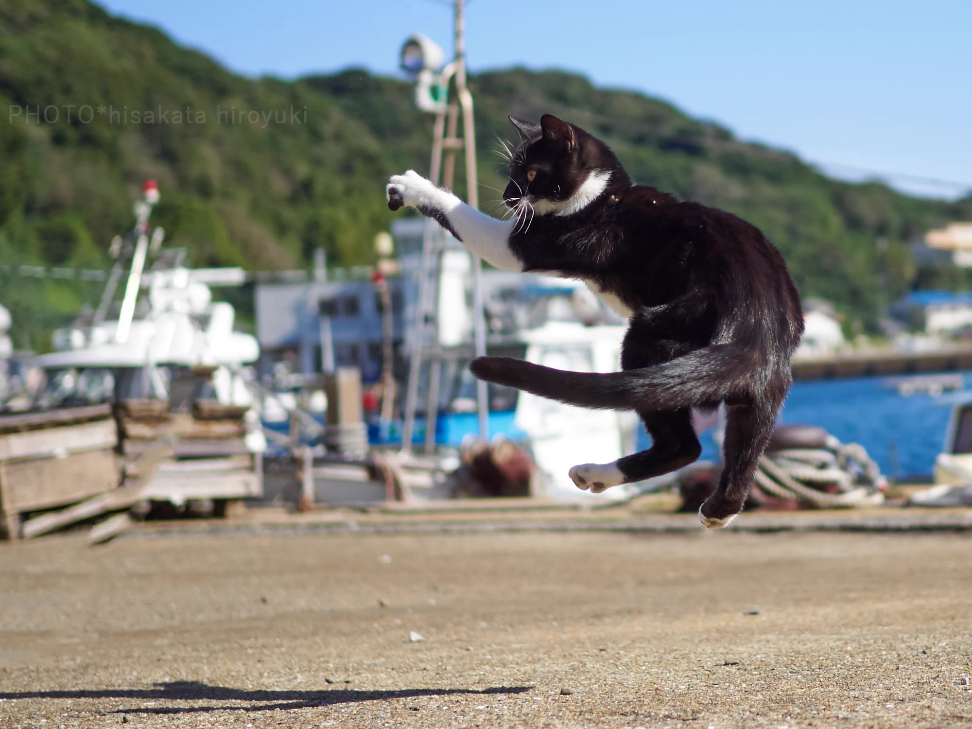 黒白猫拳がかわいいwwwゆらりとした構えから一気に躍動する猫！