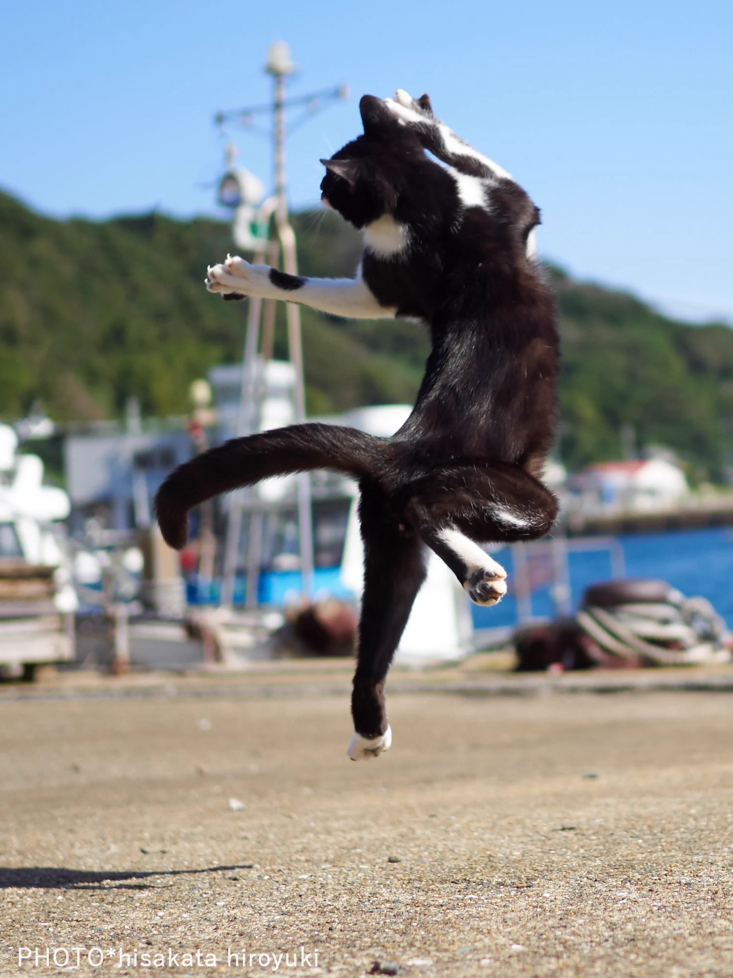 黒白猫拳がかわいいwwwゆらりとした構えから一気に躍動する猫！