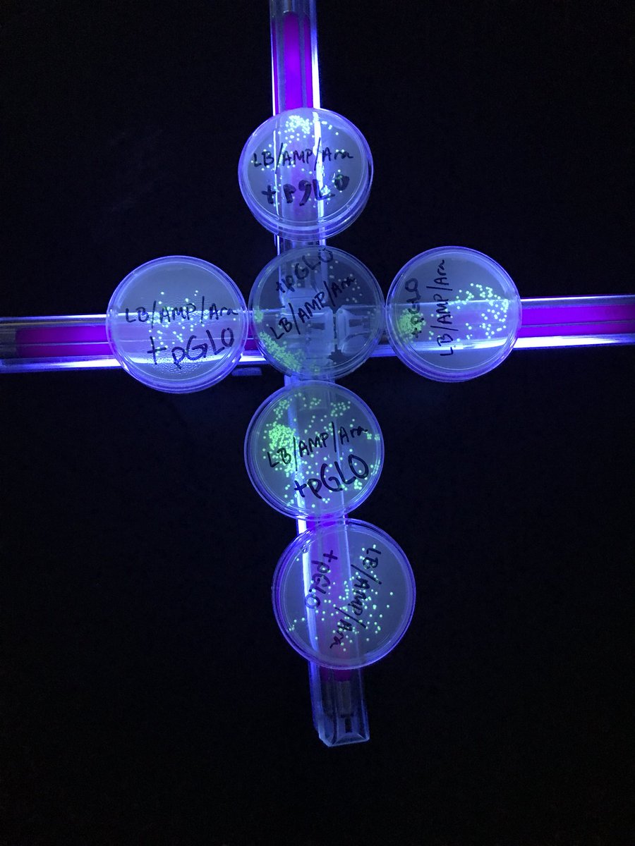 amanda_lebrun's tweet photo. Awesome results from our pGLO Lab in Advanced Biology today!!! @GrantBulldogs #grantmindset https://t.co/1JLezE4aEe