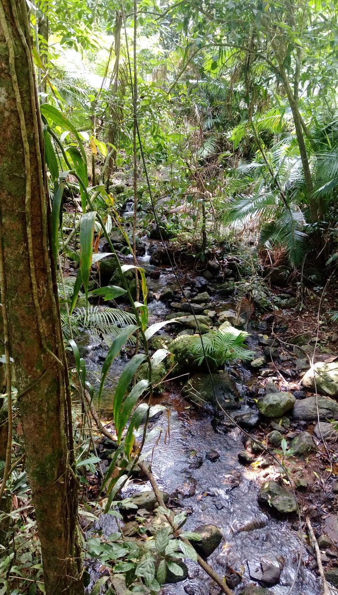 flossy_kaz's tweet photo. Great time walking through the #daintree #rainforest #northqueensland &amp; taking in the beautiful sights. #holidays are the best #Australia https://t.co/GegsrehcC2