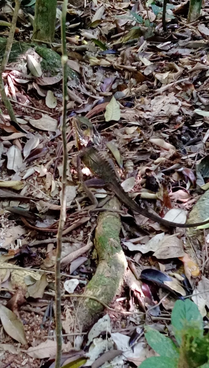 flossy_kaz's tweet photo. Great time walking through the #daintree #rainforest #northqueensland &amp; taking in the beautiful sights. #holidays are the best #Australia https://t.co/GegsrehcC2