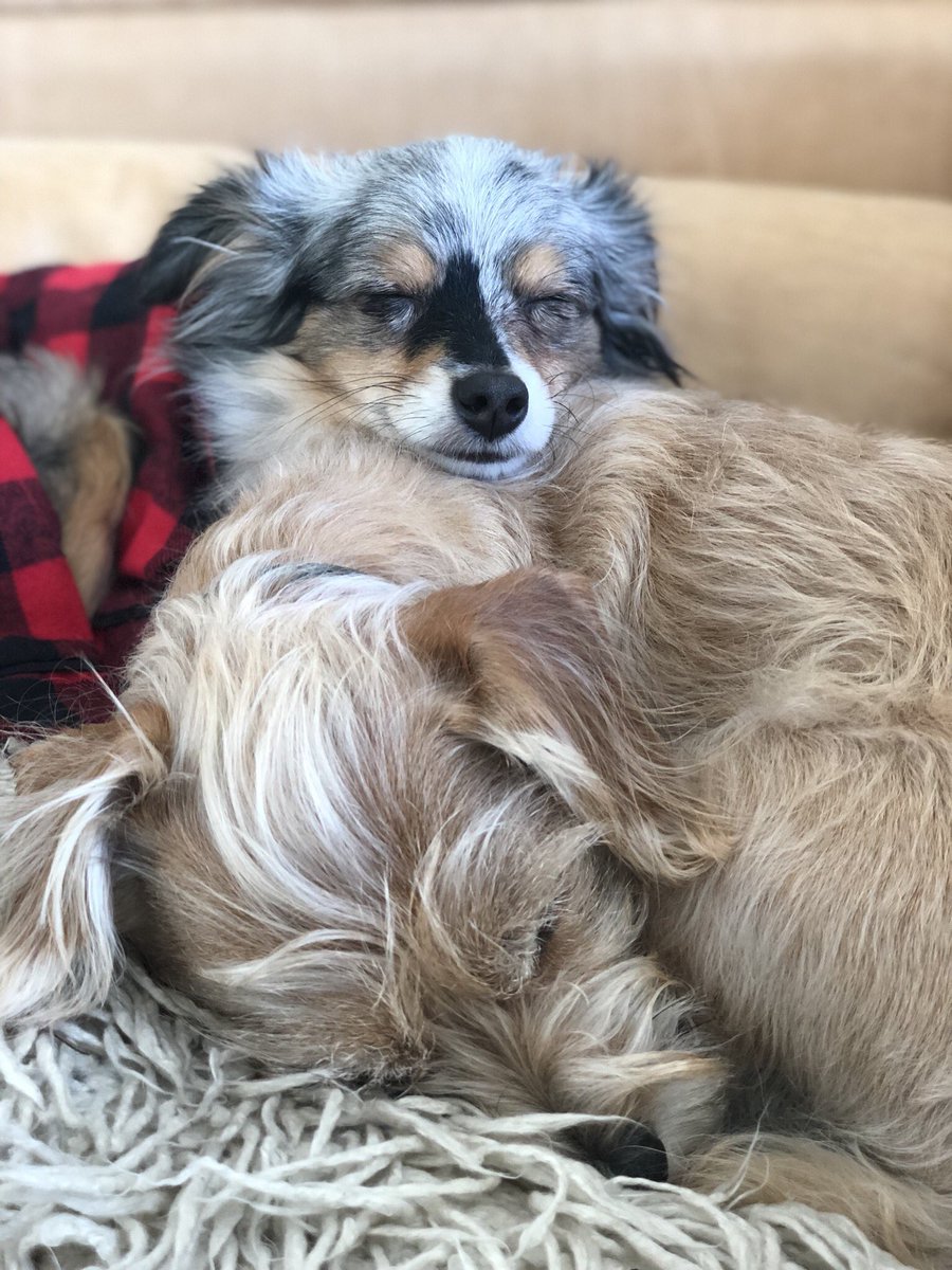 lifewithleroy's tweet photo. sleepies. https://t.co/2iMINM3gYo