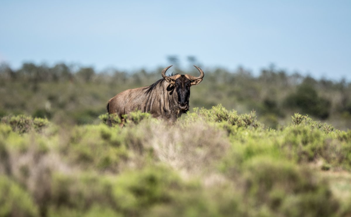 moroco_per's tweet image. Wildebeest #africa #southafrica #safari #afritravel #nikon #sigmalens #photooftheday #wildebeest #pumbagamereserve