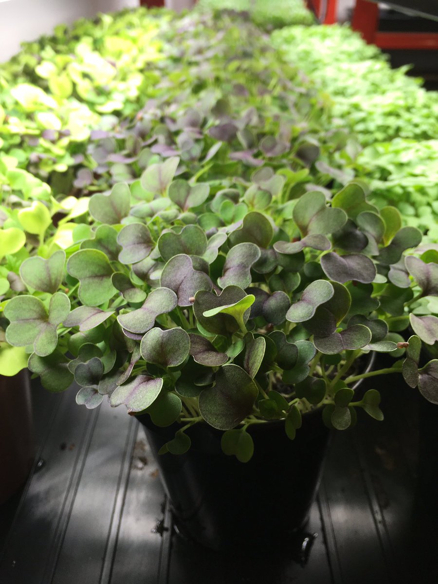 LakelandLeaves's tweet photo. Will be dropping off some free samples around the South Lakes area this weekend. Drop me a tweet if you're interested 🌱#local #Lakedistrict https://t.co/0vhBGeogDr
