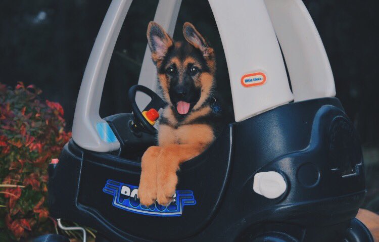 casey_c19's tweet image. let’s all take a moment to appreciate baby Chief