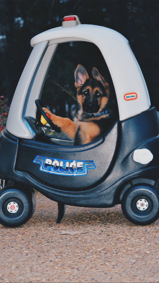 casey_c19's tweet image. let’s all take a moment to appreciate baby Chief