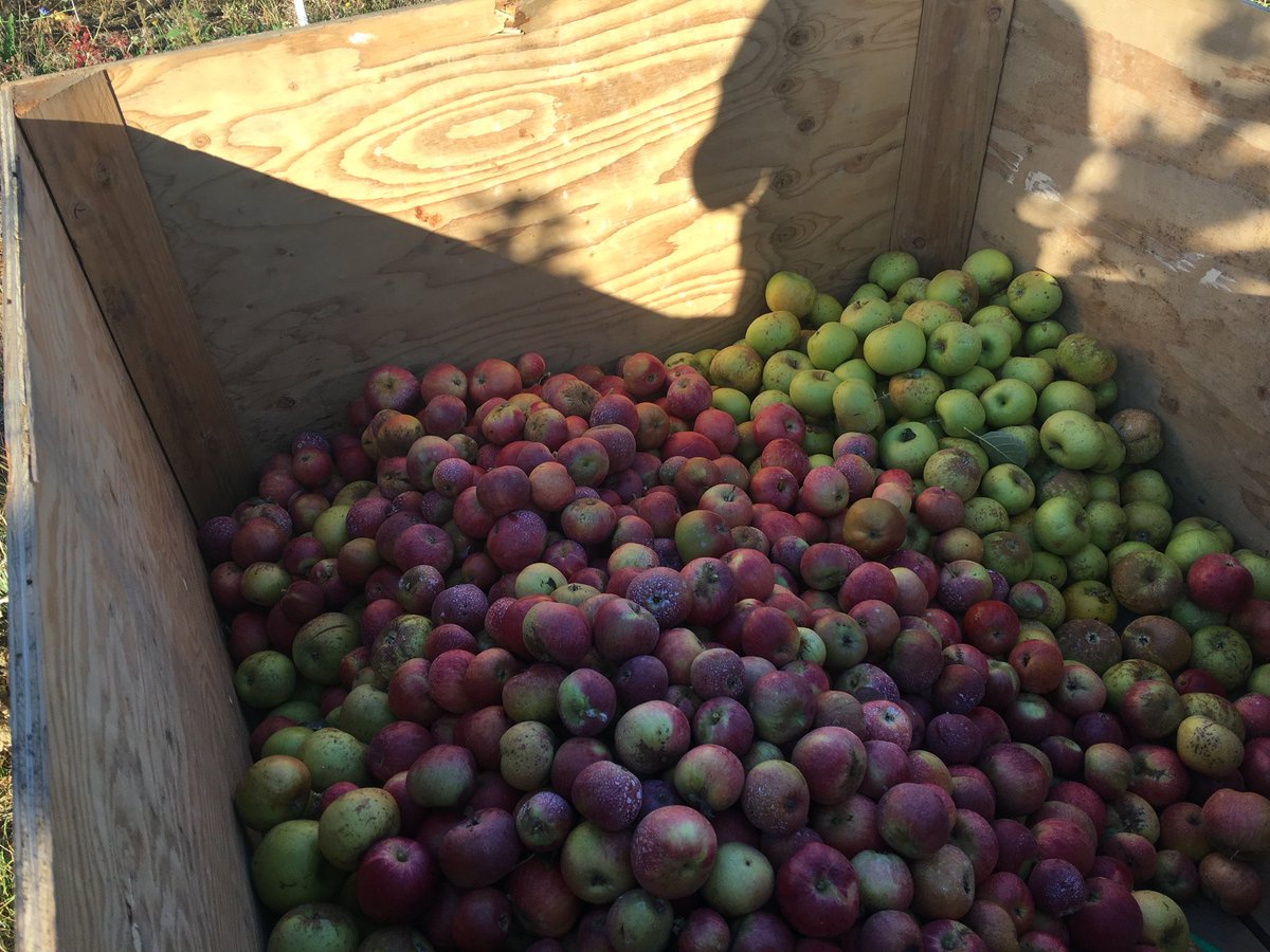 Crushing #apples here at #runciblecider!