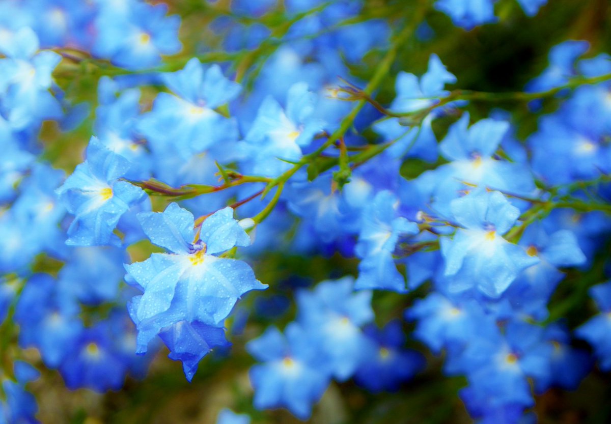 花 11月3日の花 ハツコイソウ 初恋草 花言葉 淡い初恋 クサトベラ科 由来 その可憐な姿から 原産地 西オーストラリア 花の色 白 黄 橙 桃 赤 青 阿久 悠 淡い初恋 消えた日は 雨がしとしと降っていた 傘にかくれて桟橋で