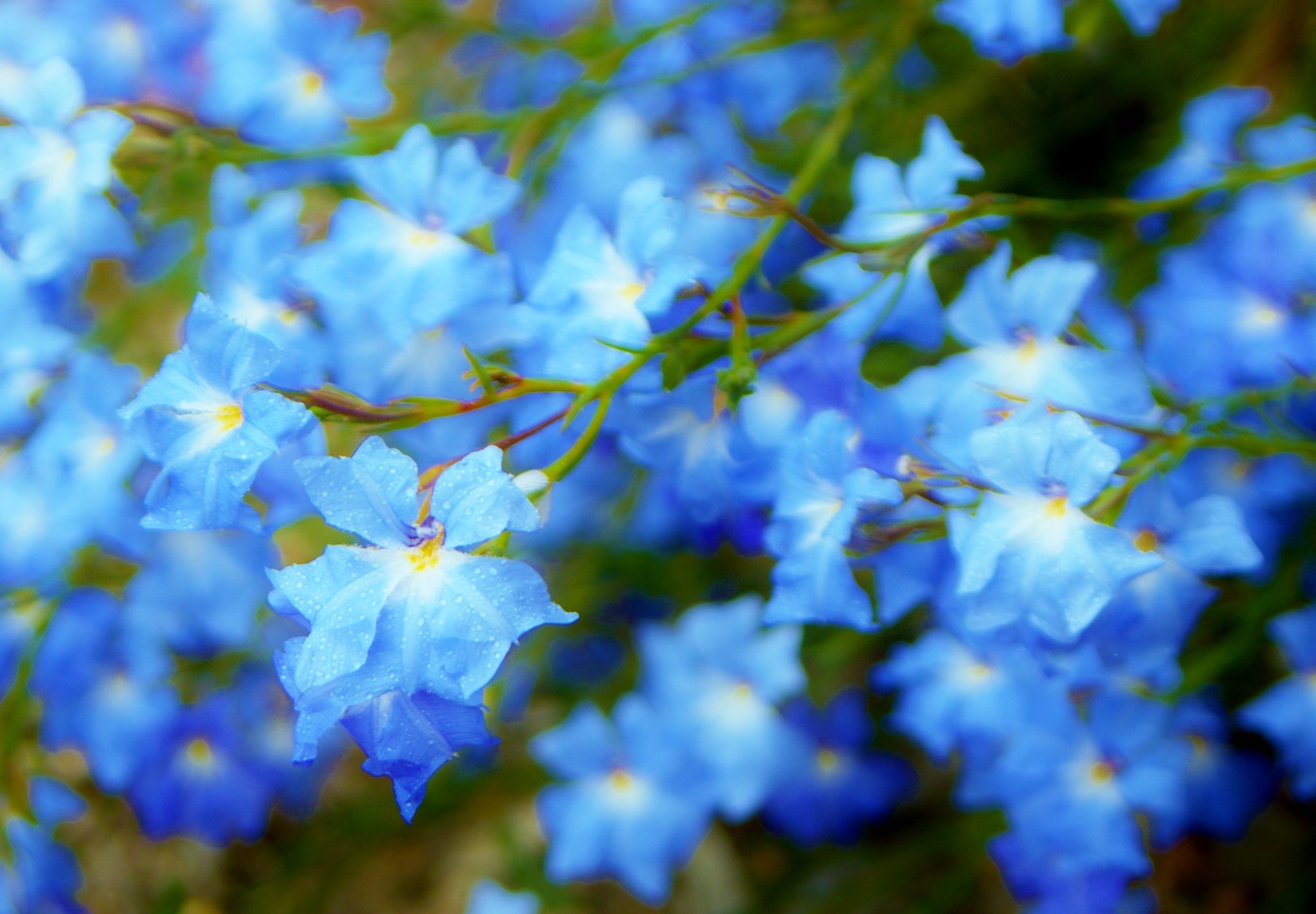 花 11月3日の花 ハツコイソウ 初恋草 花言葉 淡い初恋 クサトベラ科 由来 その可憐な姿から 原産地 西オーストラリア 花の色 白 黄 橙 桃 赤 青 阿久 悠 淡い初恋 消えた日は 雨がしとしと降っていた 傘にかくれて桟橋で