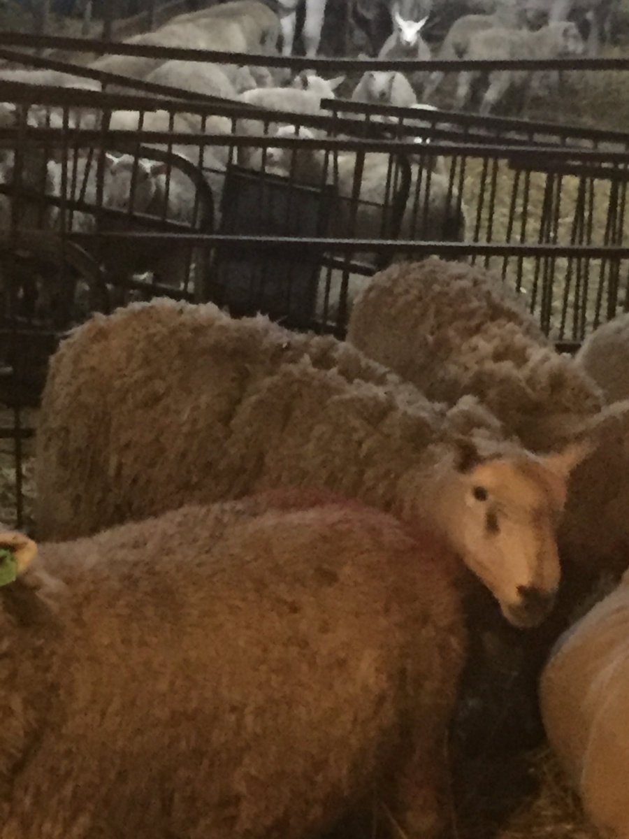 bhoekstra_4's tweet photo. Buying a purebred border cheviot $300. Trying to explain to a 4 year old why his name is "nuckin futs" ..priceless. #bordercheviot #hescrazy https://t.co/Kbg663E9Kp