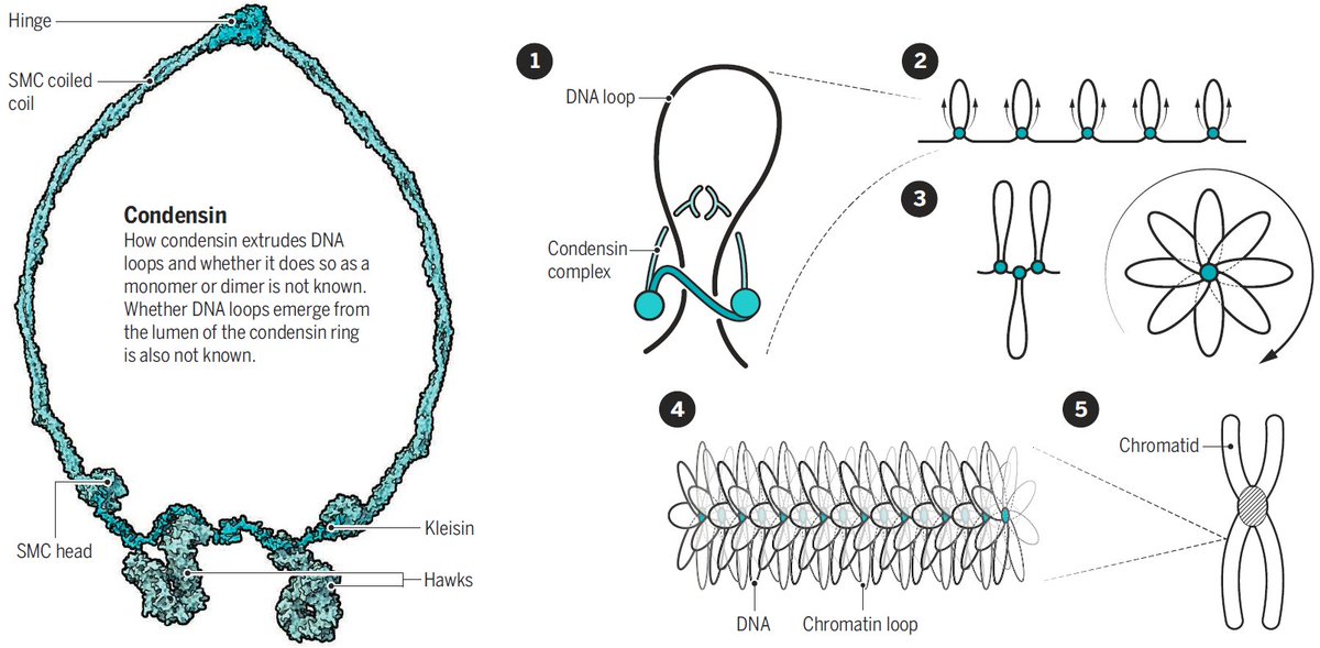 How are DNAs woven into chromosomes? [Perspective by Kim Nasmyth] science.sciencemag.org/content/358/63…
