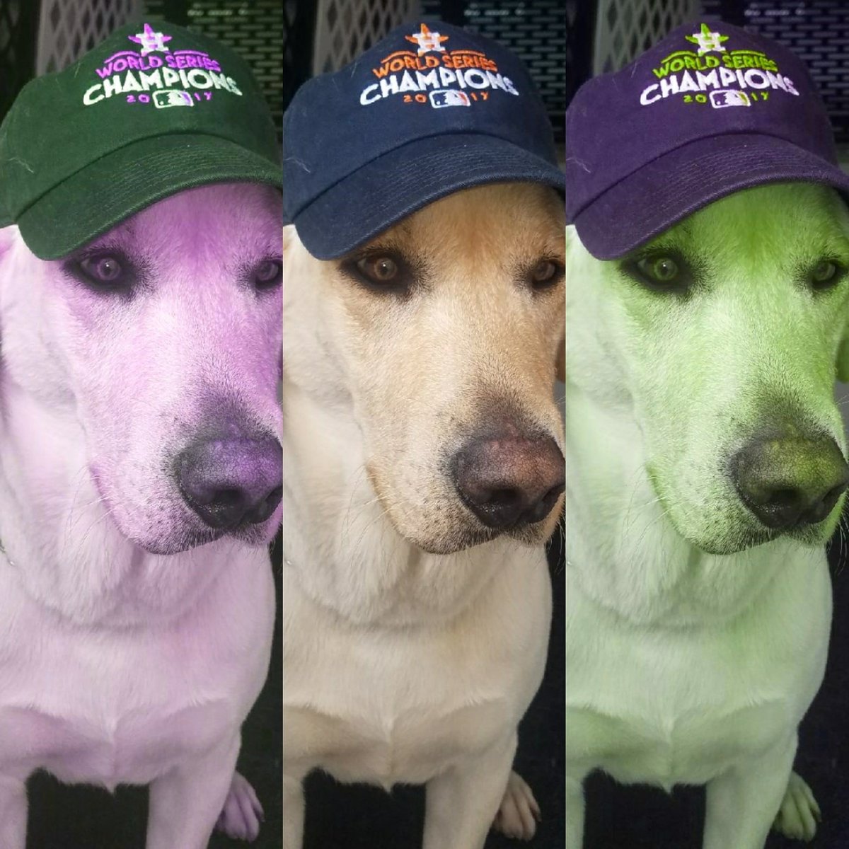 SpringISD's tweet photo. #K9Paco looks awesome w/his gear. How about you share your pet pics w/ their Astros Gear! Tagβm #SpringAstrosFan below in the comments. https://t.co/SEAmU93kzK