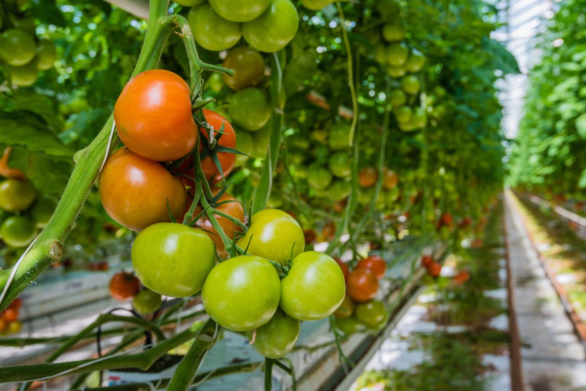 DannGarden's tweet photo. How I plant my tomatoes https://t.co/uXqpyJOzpJ