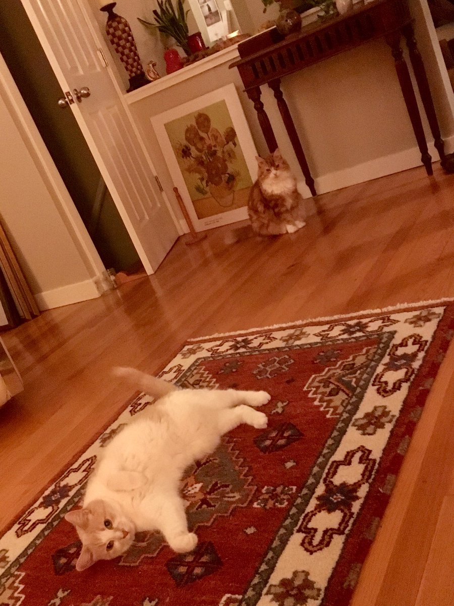 Tipsy__Gypsy's tweet photo. My two boys 🐈🦁, getting the hang of their new digs!
Back to #TheHood 
#TheCityOfLegends 
#St.Johns
#NL 
@LordGraydon https://t.co/WXjtQd516Q